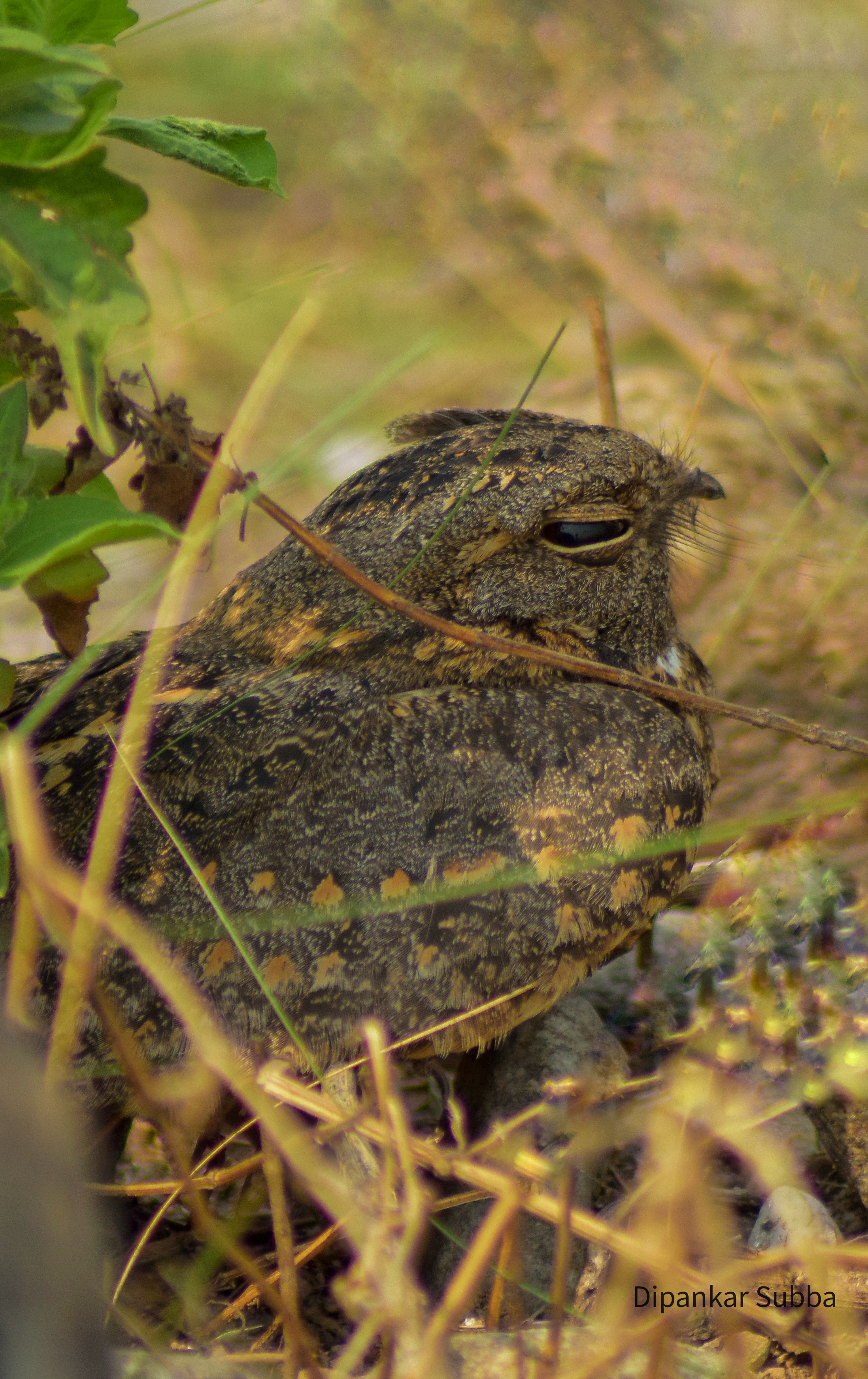 Savana Nightjar